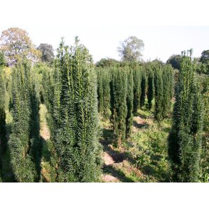 Tis obyčajný (Taxus baccata) ´FASTIGIATA ROBUSTA´ - výška: 30-40 cm, kont. C3L